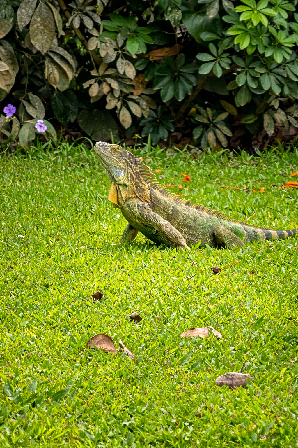 Iguana